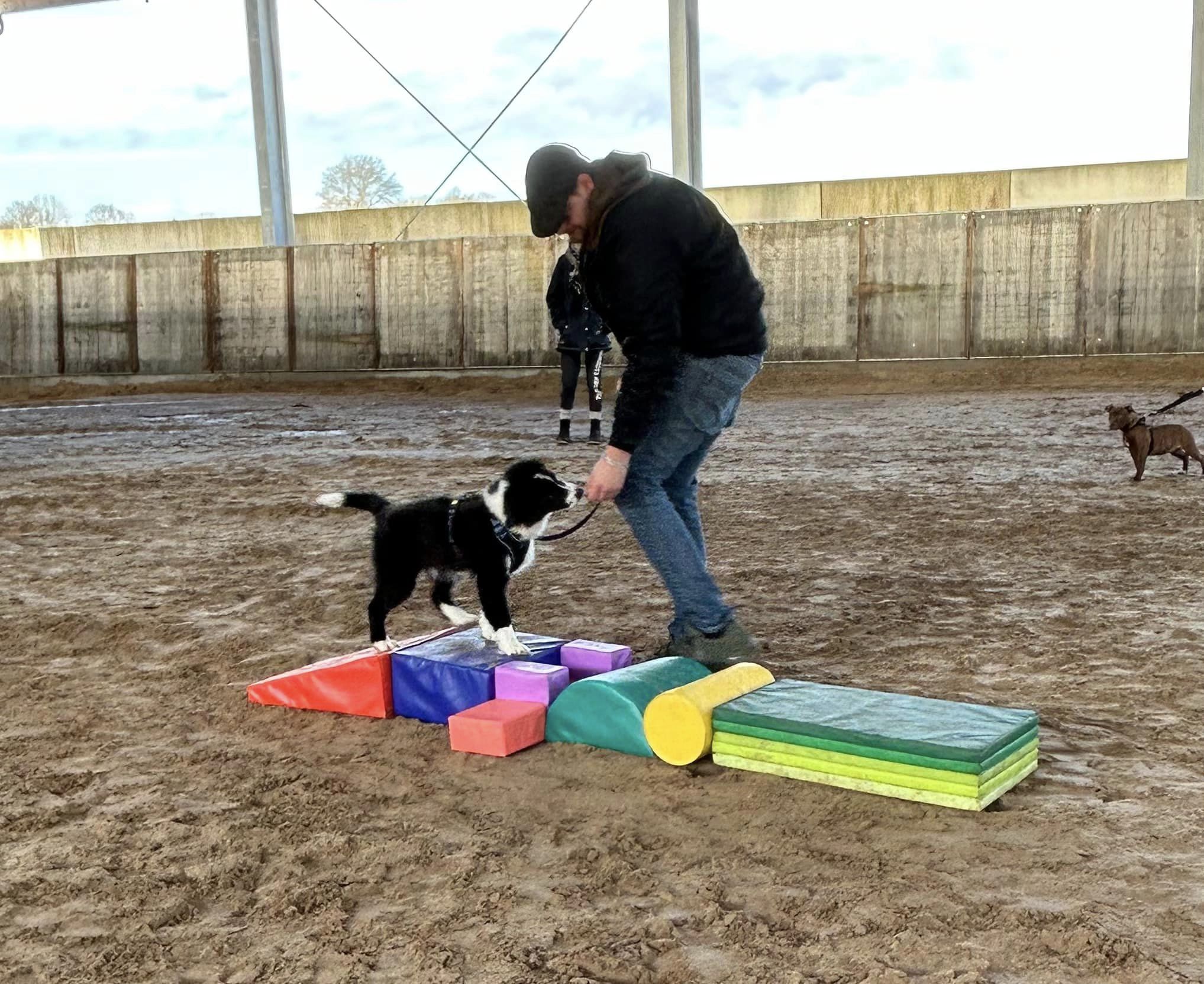 Puppycursus